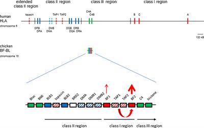 From Chickens to Humans: The Importance of Peptide Repertoires for MHC Class I Alleles